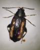 Phyllotreta vittula